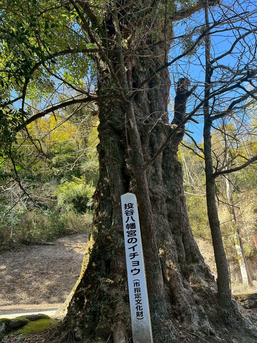 投谷八幡宮のイチョウ
